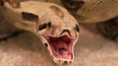 72 Dangerous Animals: Latin America Season 1 Episode 6 - Episode 6