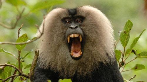 Into the Wild: India Season 1 Episode 7 - Rajan Monkey on a Mission