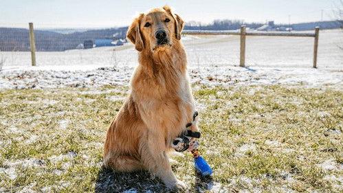 The Wizard of Paws Season 4 Episode 5 - Marvelous Millie