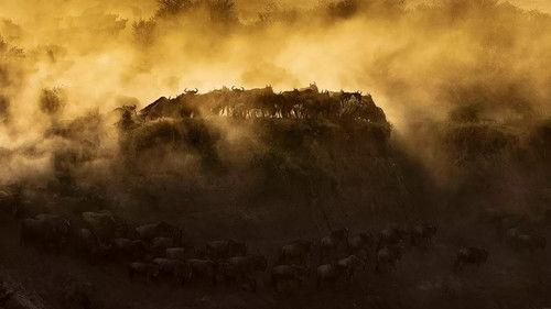 Nature Season 41 Episode 1 - Running with the Beest