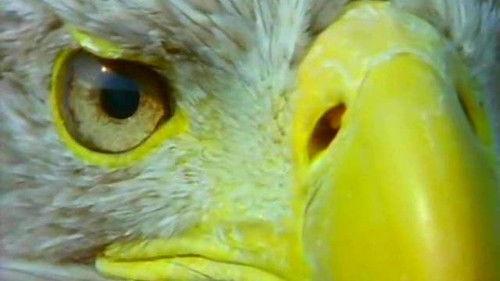 Natural World Season 22 Episode 8 - The Eagle Has Landed