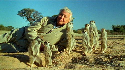 Nature Season 31 Episode 6 - Attenborough's Life Stories: Understanding the Natural World