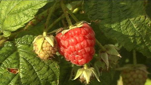 Frank & Kastaniegaarden Season 1 Episode 5 - Episode 5