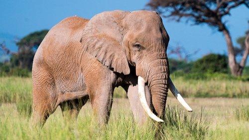 Aging in the Wild Season 1 Episode 1 - Longetivity