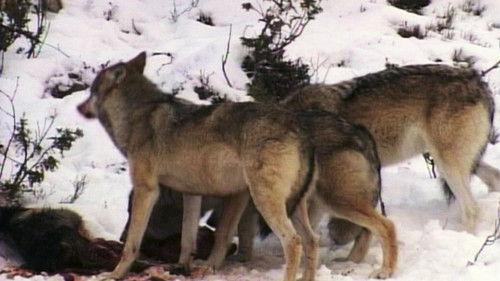 Animal Fight Night Season 3 Episode 4 - Dangerous Encounters