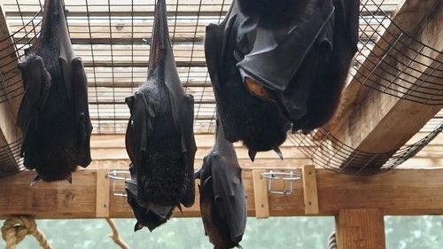 Secrets of the Zoo Season 5 Episode 4 - Holey Batwings