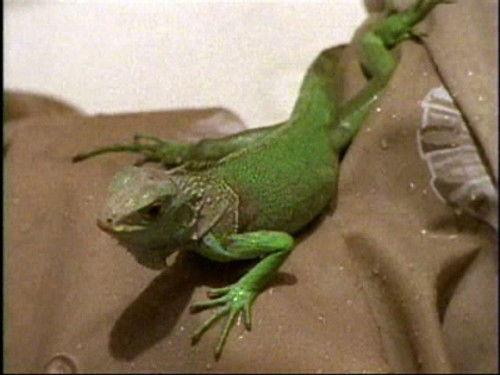 Are You Afraid of the Dark? Season 5 Episode 10 - The Tale of the Chameleons