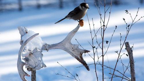 Life Below Zero Season 7 Episode 12 - Loaded