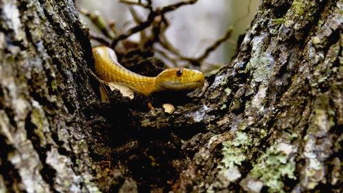 Seasons of the Wild Season 1 Episode 1 - Episode 1