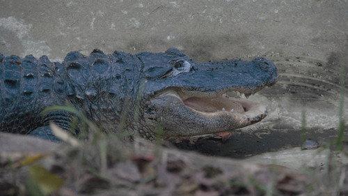 Secrets of the Zoo Season 2 Episode 5 - Later, Gator