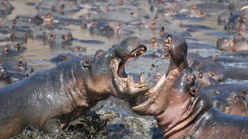 Animal Fight Night Season 1 Episode 1 - Savanna Smackdown