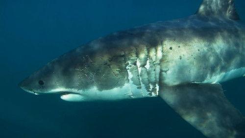 Ocean Odyssey: The Blue Realm Season 1 Episode 1 - Shark Business