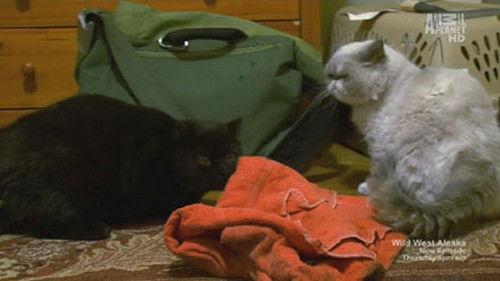 My Cat from Hell Season 4 Episode 1 - Deaf, Blind and Biting