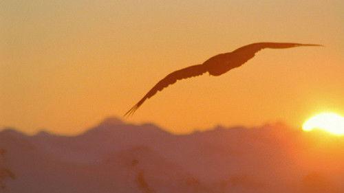 Animal Fight Night Season 2 Episode 3 - Leopards, Wild Boars, Pistol Shrimp