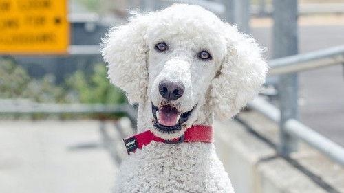 Dog Squad Puppy School Season 3 Episode 7 - Episode 7