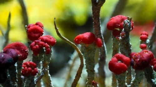 undefined Season 1 Episode 3 - Chapter 3: Invaders of the Land