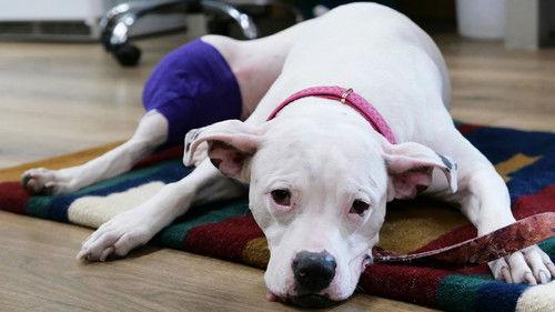 Heartland Docs, DVM Season 4 Episode 12 - The Plot Chickens