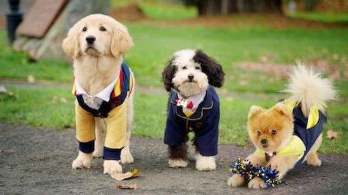 Pup Academy Season 2 Episode 3 - The Day of the Stray