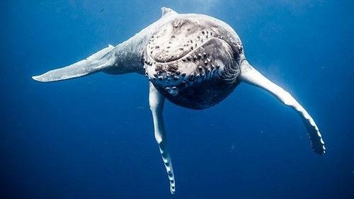 The Mating Game Season 1 Episode 2 - Oceans: Out of the Blue