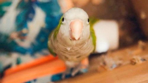 Contraband: Seized at the Border Season 6 Episode 5 - Under Pressure