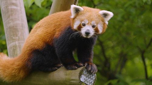 Dyrepasserne Season 11 Episode 6 - Episode 6