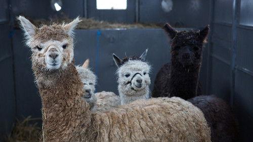 The Incredible Dr. Pol Season 4 Episode 2 - Spring Fever