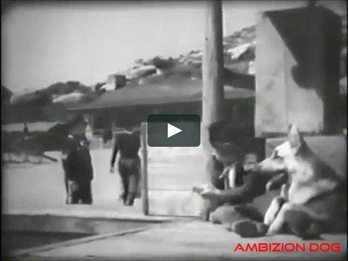 The Adventures of Rin Tin Tin Season 1 Episode 1 - Meet Rin Tin Tin