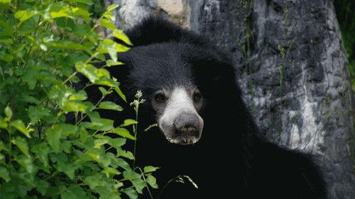 Secrets of the Zoo Season 3 Episode 9 - Big Bear Theory