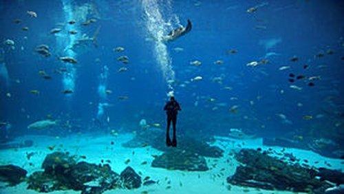 America's Got Talent Season 6 Episode 6 - Week 4, Night 1