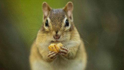 A Year on Planet Earth Season 1 Episode 4 - Autumn