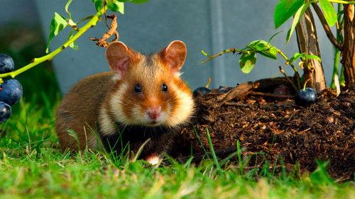 Tiny World Season 1 Episode 6 - Garden