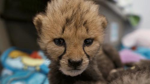 Secrets of the Zoo Season 2 Episode 2 - Love Is a Cheetah Cub