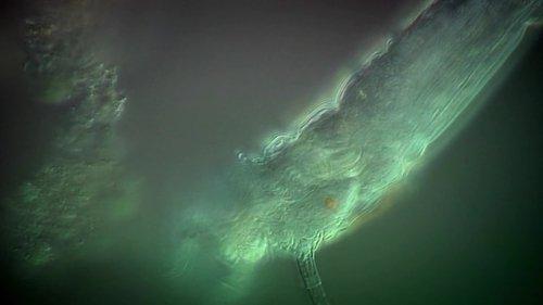 Through the Wormhole Season 1 Episode 5 - How Did We Get Here?