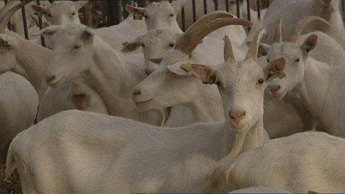 Zembla Season 15 Episode 25 - De Q-koorts epidemie