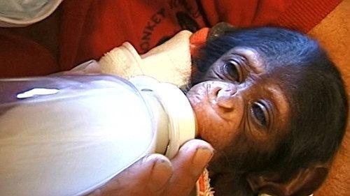 Monkey Business Season 9 Episode 14 - Episode 14