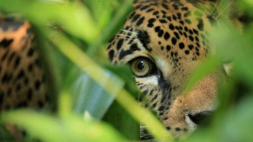 Mexico Untamed Season 1 Episode 2 - The Quick And Dead