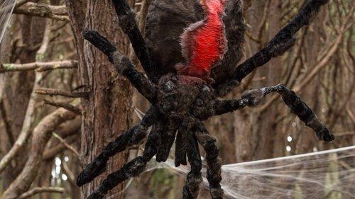 The Brokenwood Mysteries Season 3 Episode 1 - The Black Widower