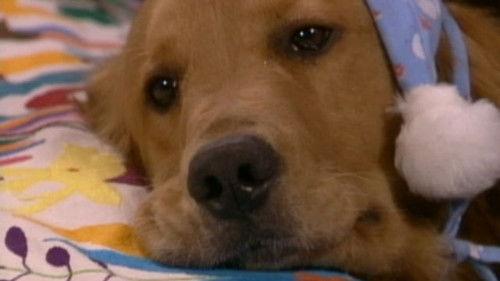 Cómplices Al Rescate Season 1 Episode 17 - Episode 17