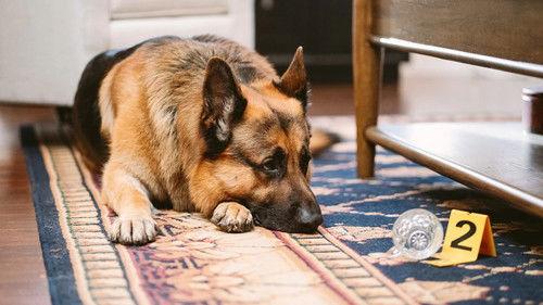 Hudson & Rex Season 8 Episode 13 - Heist for the Holidays (1)