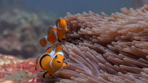 Reef School Season 1 Episode 14 - Wishy Washy