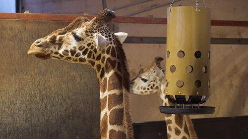 Dyrepasserne Season 14 Episode 2 - Uventede hendelse