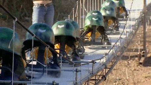 MythBusters Season 2 Episode 3 - Break Step Bridge