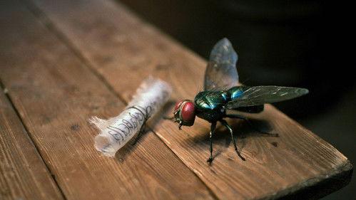 Trolltider – legenden om Bergatrollet Season 1 Episode 10 - Episode 10