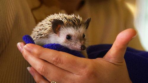Dr. K's Exotic Animal ER Season 3 Episode 2 - Wibbly Wobbly Hedgehog