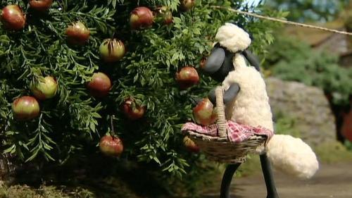 Shaun the Sheep Season 1 Episode 5 - Scrumping