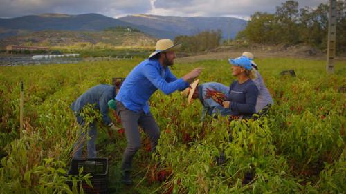 El paisano Season 2 Episode 4 - Episode 4