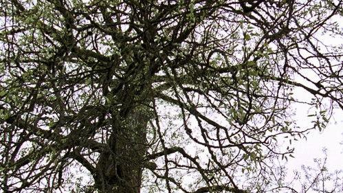 Northern Exposure Season 4 Episode 25 - Old Tree