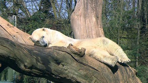 Une saison au zoo Season 2 Episode 24 - Episode 24