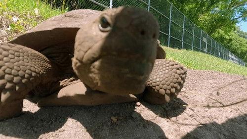 Magic of Disney's Animal Kingdom Season 2 Episode 7 - That's Amore Eel