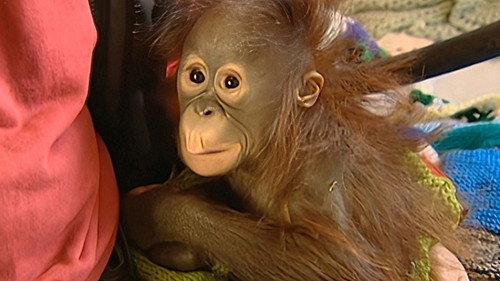 Monkey Business Season 7 Episode 12 - Episode 12